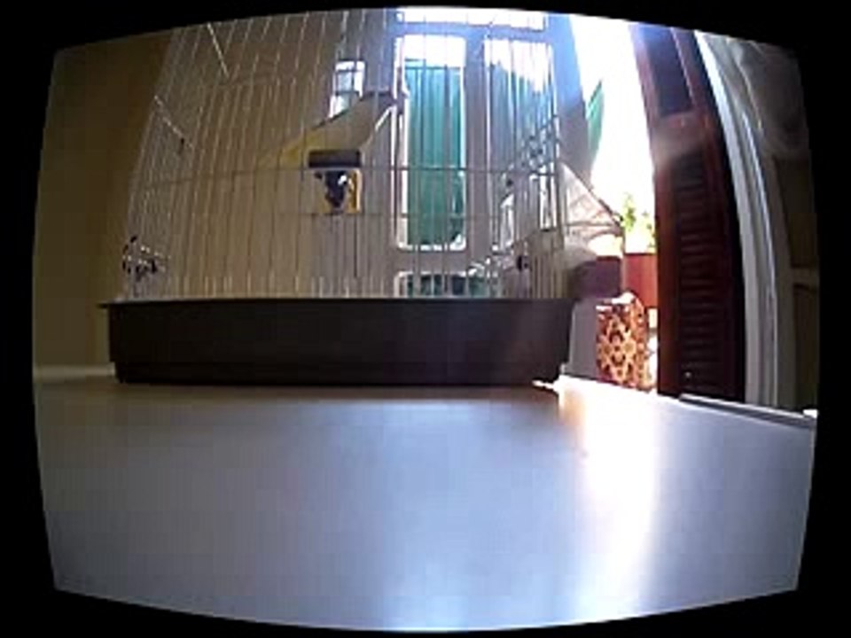 اقوى تغريد كناري لتعليم الفراخ روعه 2018