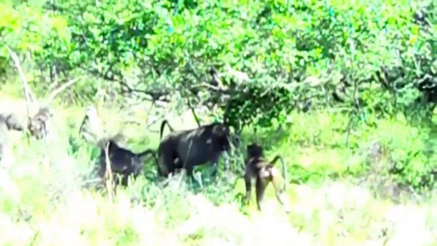 Python Vs Monkey Real Fight Giant Anaconda Vs Gorilla Vs Baboon 2 Video Dailymotion