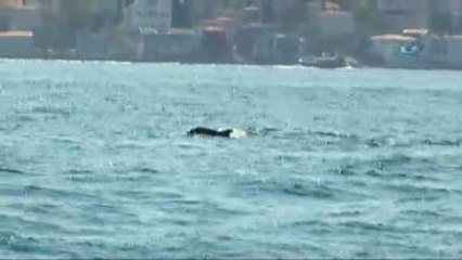 Istanbul Boğazı'na Yunus Akını