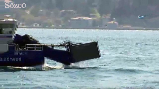 İstanbul Boğazı’na yunus akını