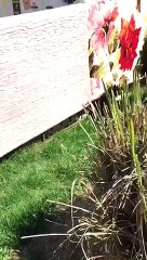 atatürk heykeli yıkıldı