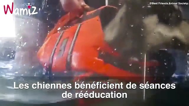 Ces deux chiennes handicapées réapprennent à marcher en se soutenant mutuellement !
