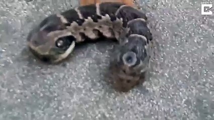 Find in the garden a strange creature with two heads. What animal it is