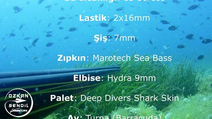 Download Video: Ayvalık Turna Avı - Spearfishing - Zıpkınla Balık Avı 2017