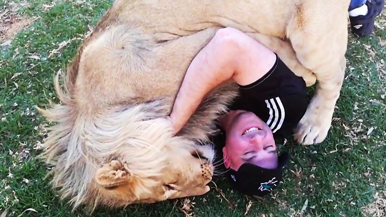 Un lion fait un gros câlin à un homme