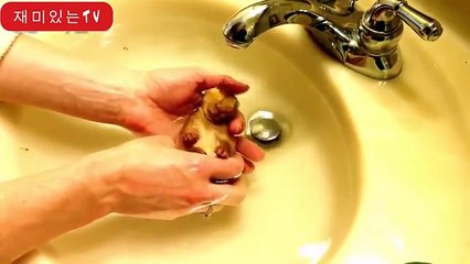 Заек - забавна и сладко зайче клипове