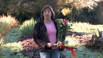 Caroline Plouff - Gardening Tips Growing & Selling Cut Flowers