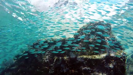 Plongée en mer de Cortez, octobre 2015