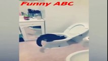 Funny Cats 2017 Funny Cats Takes a Bath in the Toilet Funny Cat Fails