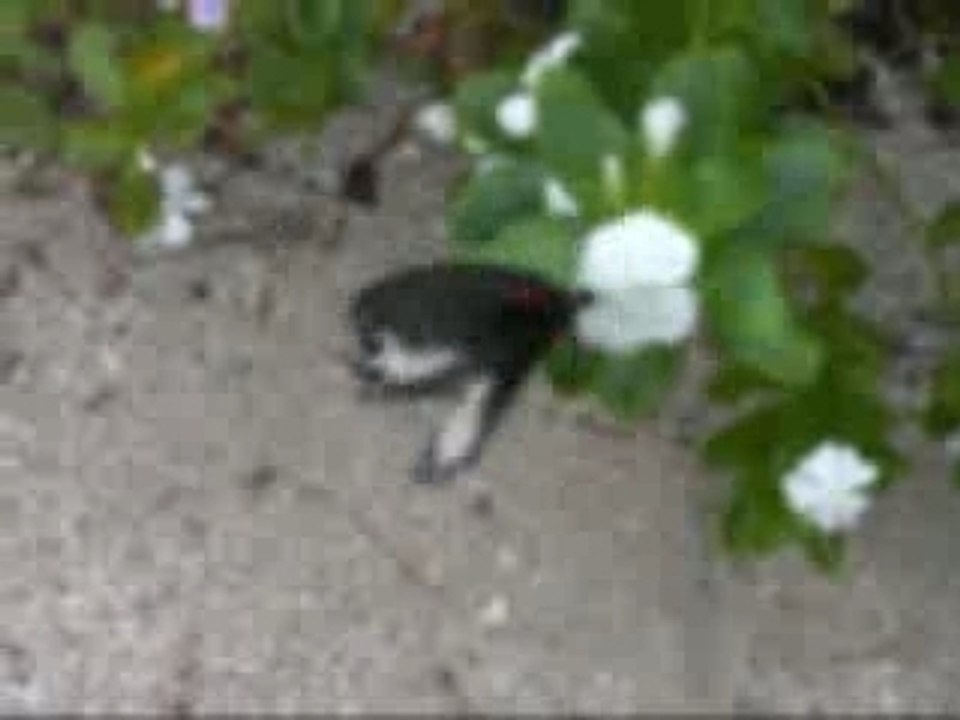 Anticipdupapillon