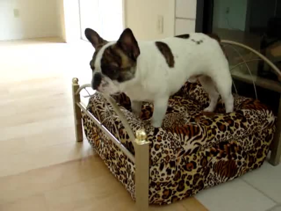 The Negotiation: Boston Terrier vs. French Bulldog