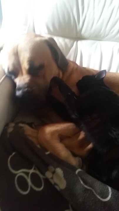 Dog gets relaxing massage from feline friend