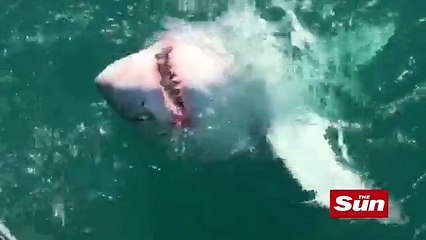 St Ives anglers reel in an 8ft SHARK weighing 28 STONE _2017