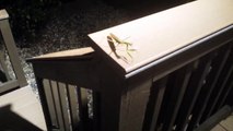 Praying Mantis Encounterasdasd