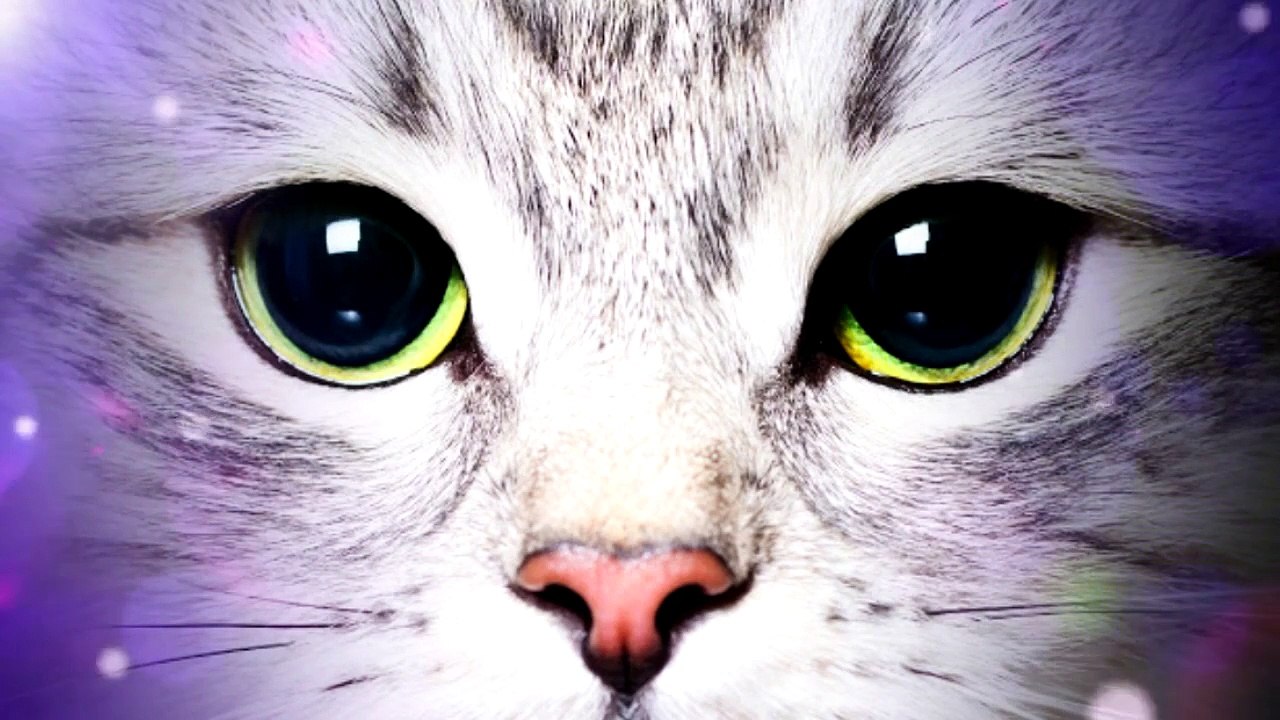 Blackcat Soundtrack