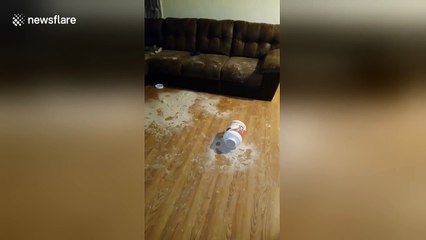 Guilty boxer confronted after spilling owner's protein powder on carpet