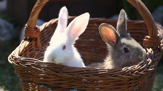 Easter Bunny babies in a basket