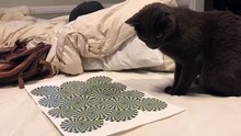 Victime d’une illusion d’optique, ce chat devient complétement dingue !