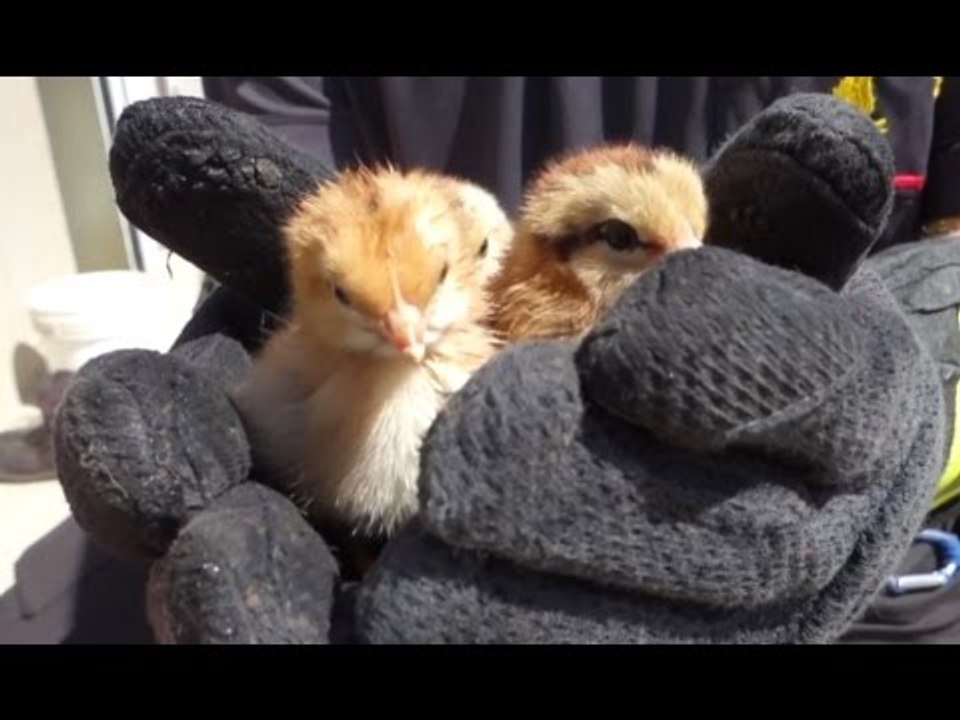 Misano Adriatico (RN) - Incendio in ricovero animali, pulcini salvati dalle fiamme (11.04.17)