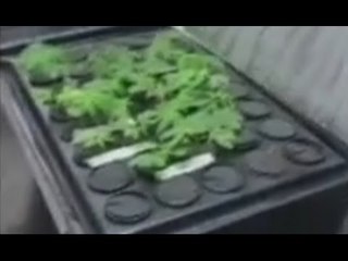 Caerano San Marco (TV) - Coltivavano marijuana e la rivendevano nei bar, due arresti (11.04.17)