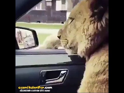 Sevdiği Kız Önce Ormanlar Kralı Ol Sonra Gel Diyince Kederlenen Aslan