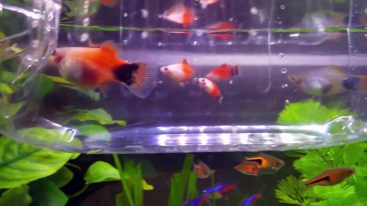 プラティの出産シーン！またもや産みましたﾍ(^o^)/