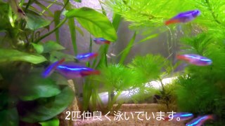 ついに!!稚魚をカメラに!!!