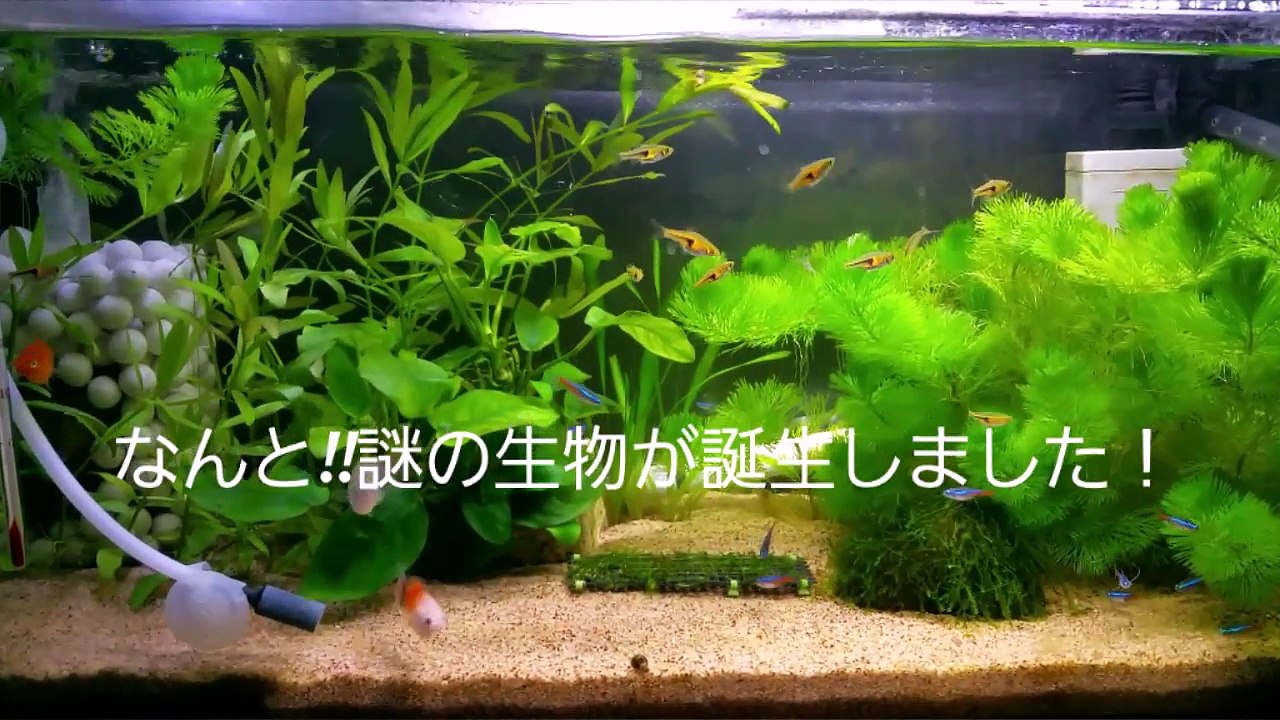 謎の生物の誕生!!