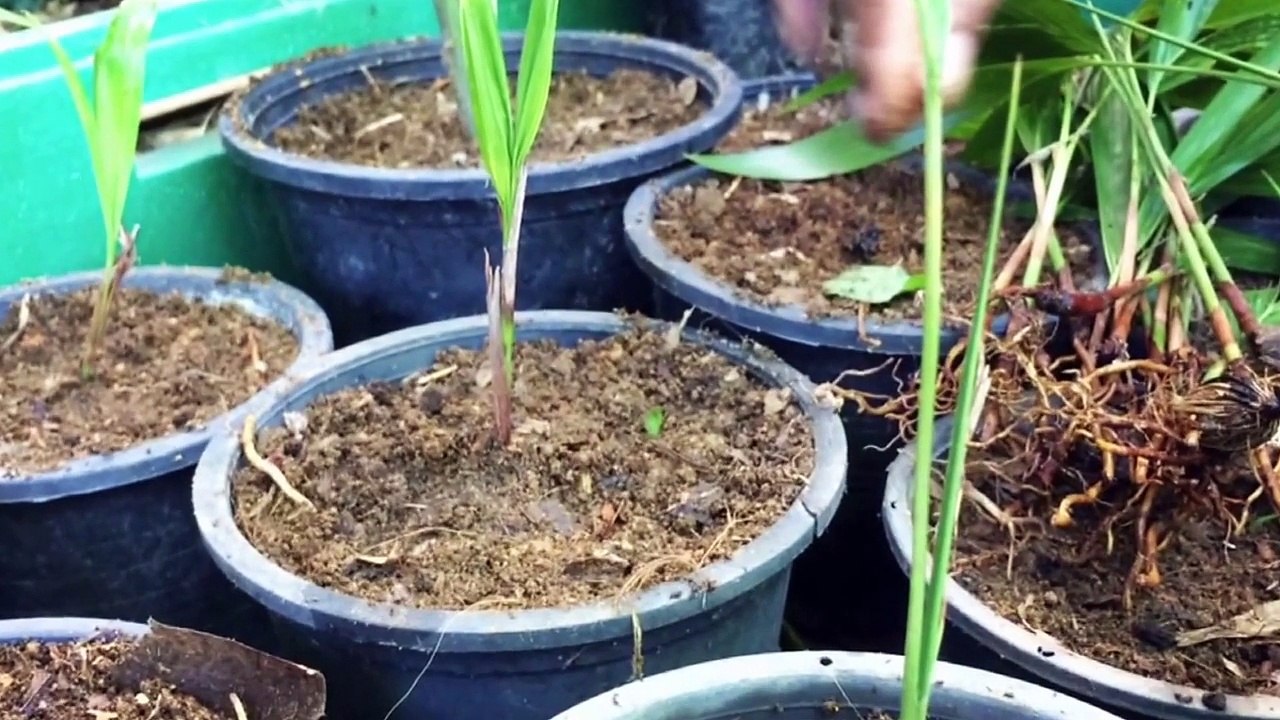 Studio13 Bangkok : Set up new Plants (Betel Nuts)