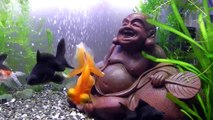 金魚が注意報？！浮くんです・・・【GOLDFISH 金魚】【ミナミヌマエビ Freshwater Shrimp】