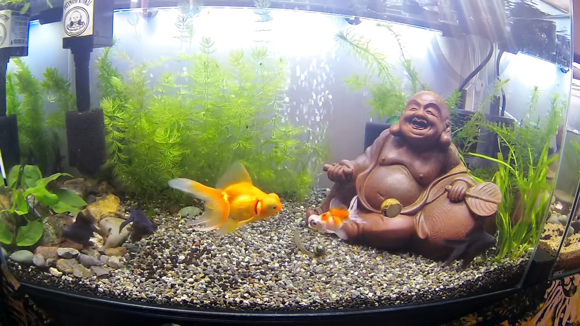 金魚集結で越冬準備完了 虫が湧いたエビ水槽に生物兵器投入だ Goldfish 金魚 ミナミヌマエビ Freshwater Shrimp Video Dailymotion