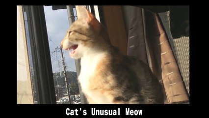 【猫動画】猫の変な鳴き声。Cat's Unusual Meow【CAT VIDEO】