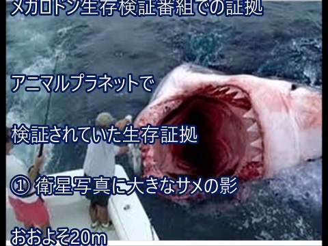 【閲覧注意】世界が震えた衝撃 巨大生物「メガロドン」が今もなお生息している！？遭遇したらマジでヤバイことが･･･!!嘘のような巨大生物…【危険】