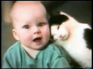 Funny Cats  2017 TOO MUCH COMADY