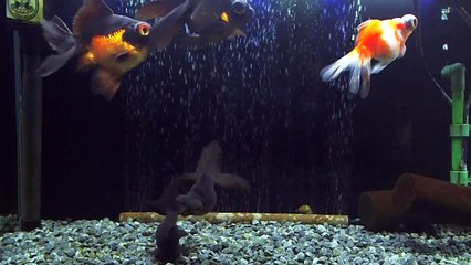 【定点カメラ】癒しのBGMでパテモソ金魚の観察 part 3/11