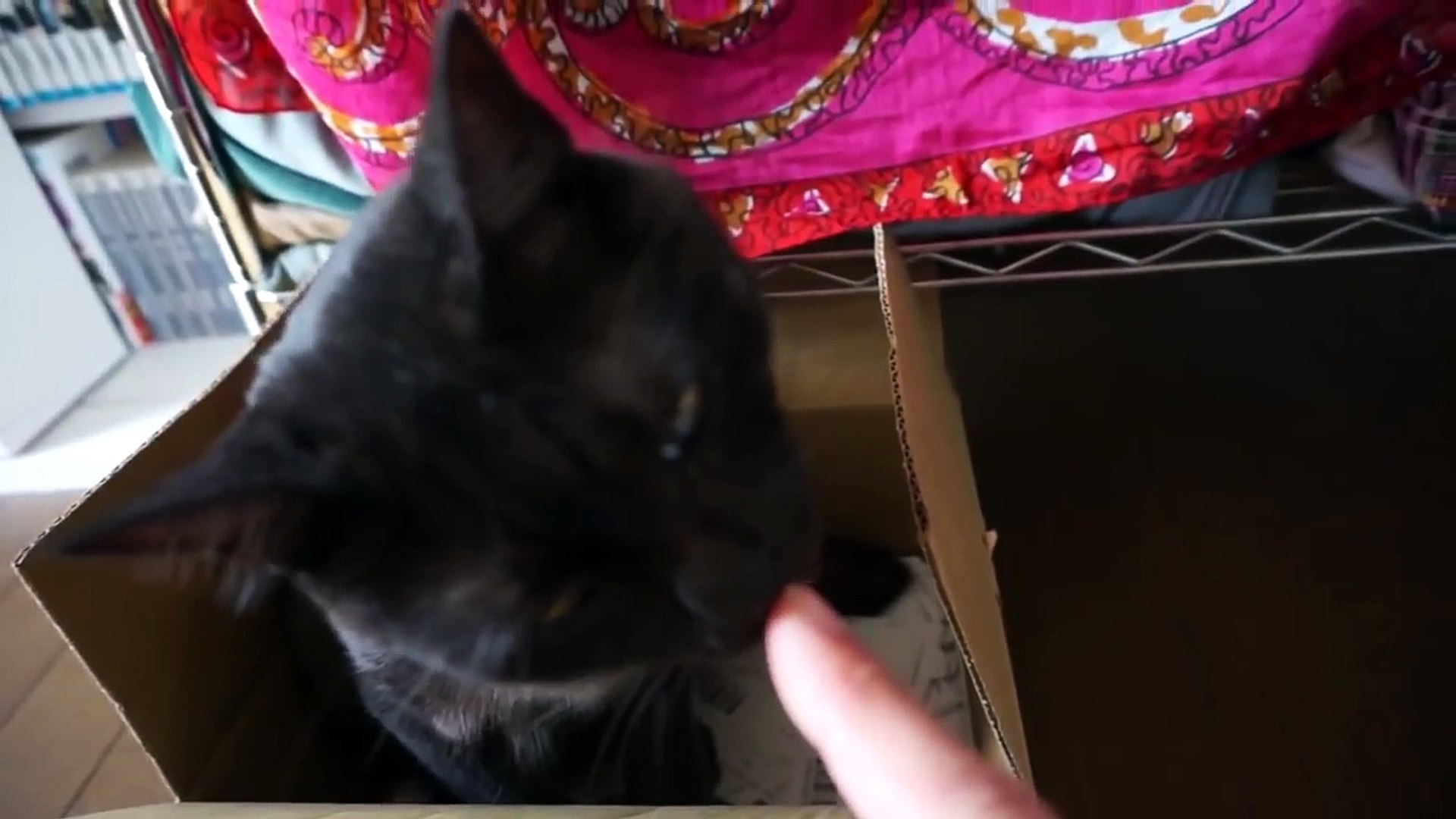 ⁣【猫動画】猫を撮る!01箱猫【CAT VIDEO】
