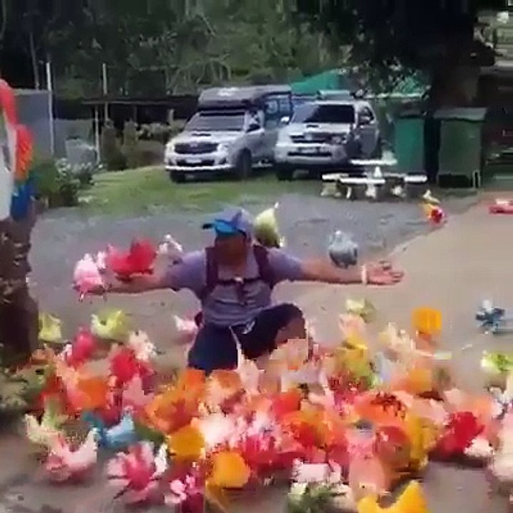 Cute and Different colors Pigeons