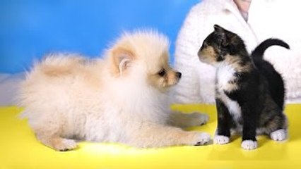 PUPPY MEETS KITTENS FOR THE FIRST TIME | RCLBEAUTY101