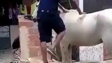 جابها في راسو ههه
