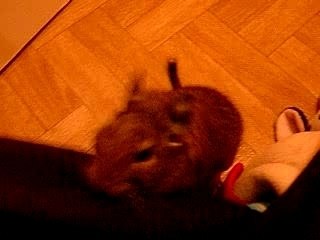 Junior l'octodon vadrouille