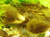 雑食モクズガニの生態20100703 Japanese mitten crab
