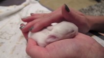 Newborn Baby Bunnies Snuggle and Sleep