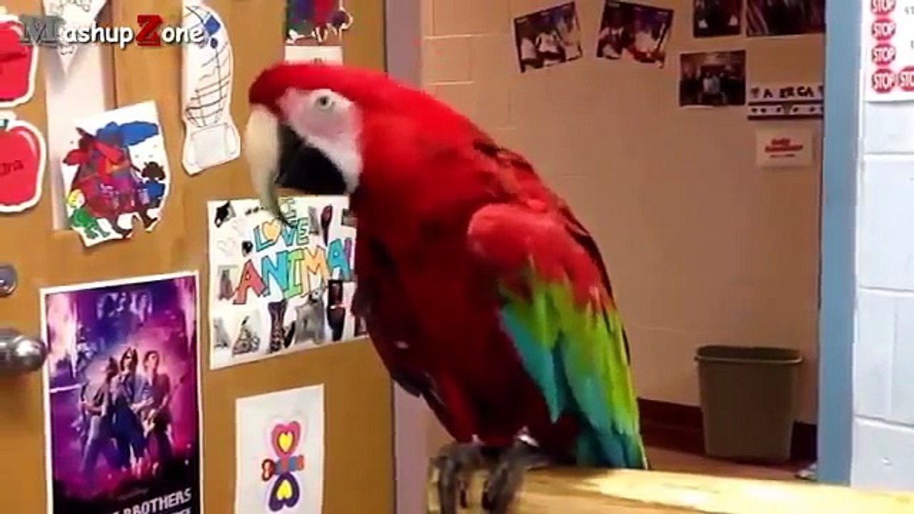 Funny Parrots  Funny bird   #6