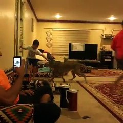 Arab children play with lions and tigers.