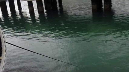 【若狭バース】チヌ　沖縄釣りさぁ〜部７９