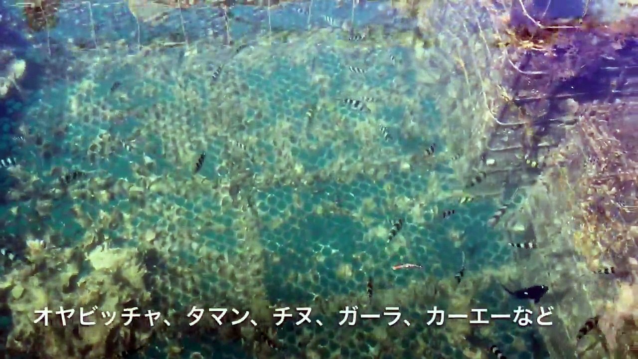 糸満イカダ 施設映像 カーエー オニヒラアジ チヌ イシガキダイ 沖縄釣りさぁ 部 その２１ Video Dailymotion