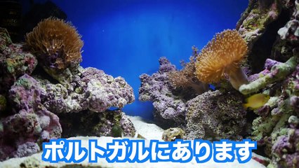 【アクアリウム】世界で人気の水族館にバーチャルで行ってみよう（リスボン海洋水族館）