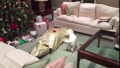 Pakete Sarılmış Sahibini Görünce çok Mutlu Olan Köpek izle