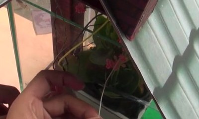 Aman Tinggalkan Rumah dengan Inovasi Pot Otomatis