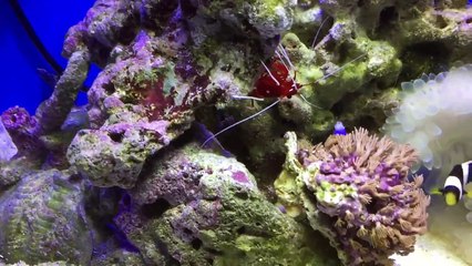 【海水魚】コケについて質問があります。。。